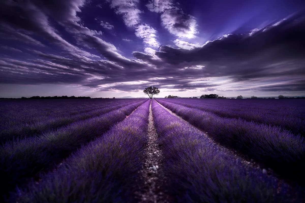 Composition photographique : Les règles et techniques essentielles pour sublimer vos images