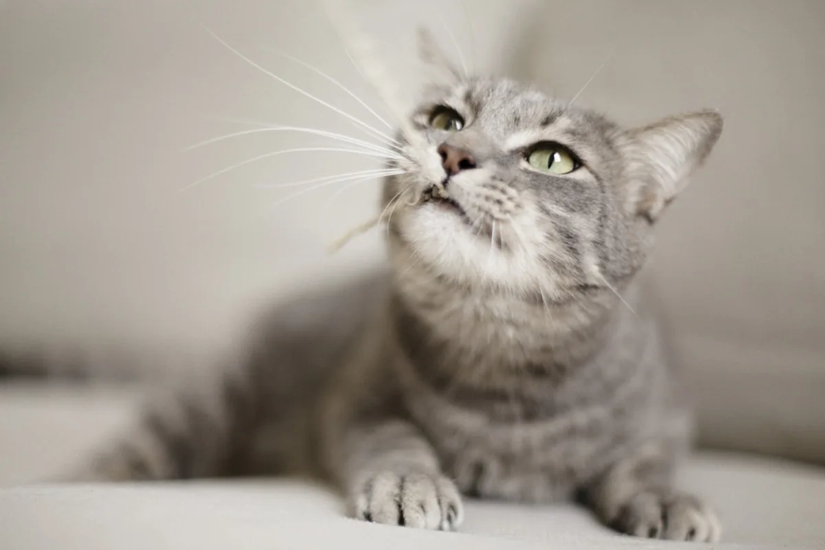 Photo d’animaux : conseils et astuces