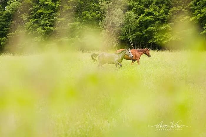 chevaux qui courent