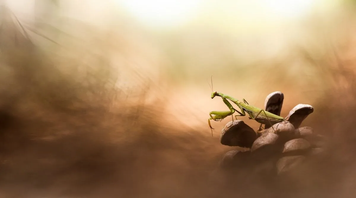 La macrophotographie animale