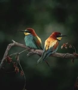 Photo Animalière
