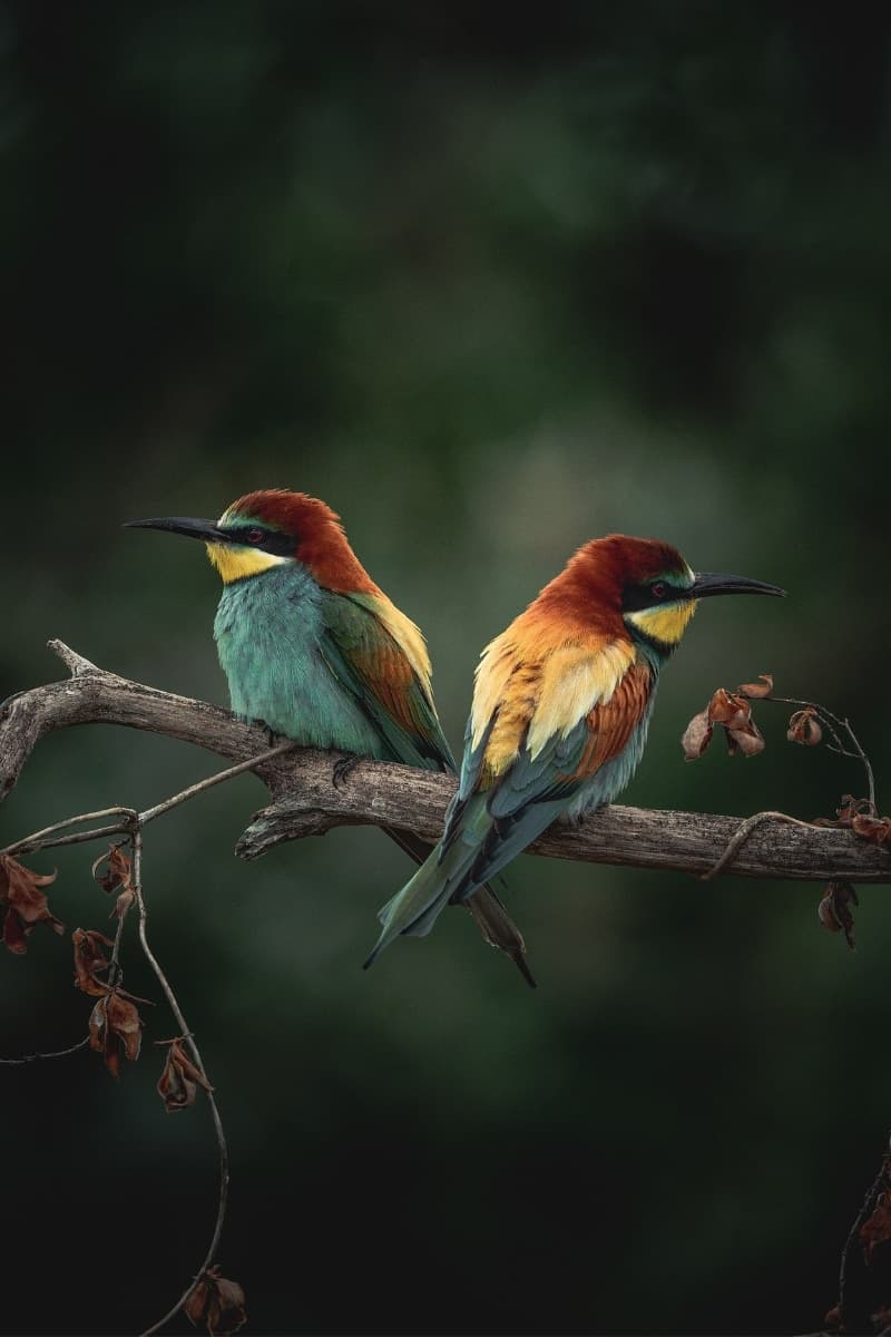 Photo 1 sur 7 réalisée par Ananda Joinet, formateur du cours La photographie animalière près de chez soi