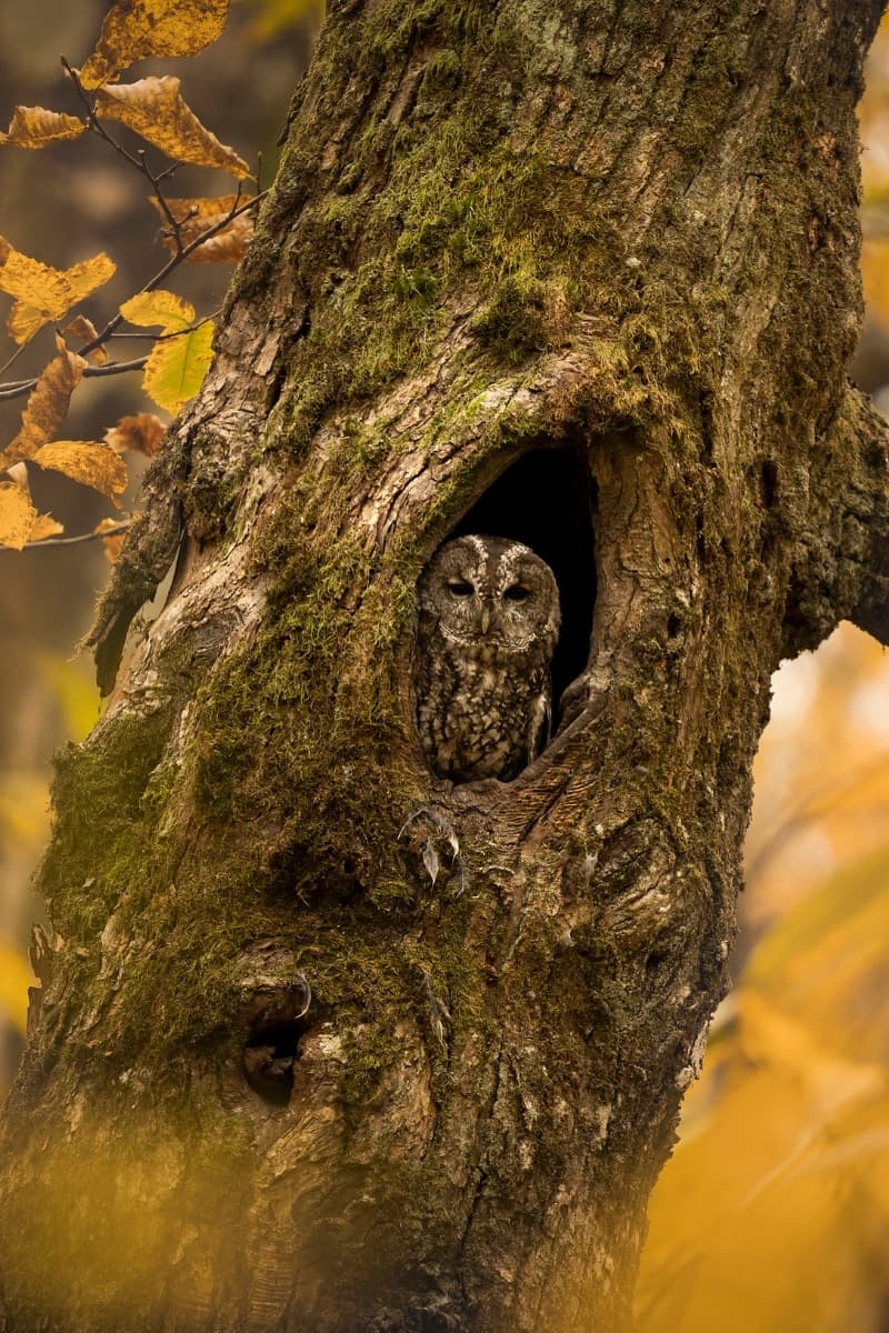 Photo 2 sur 7 réalisée par Ananda Joinet, formateur du cours La photographie animalière près de chez soi