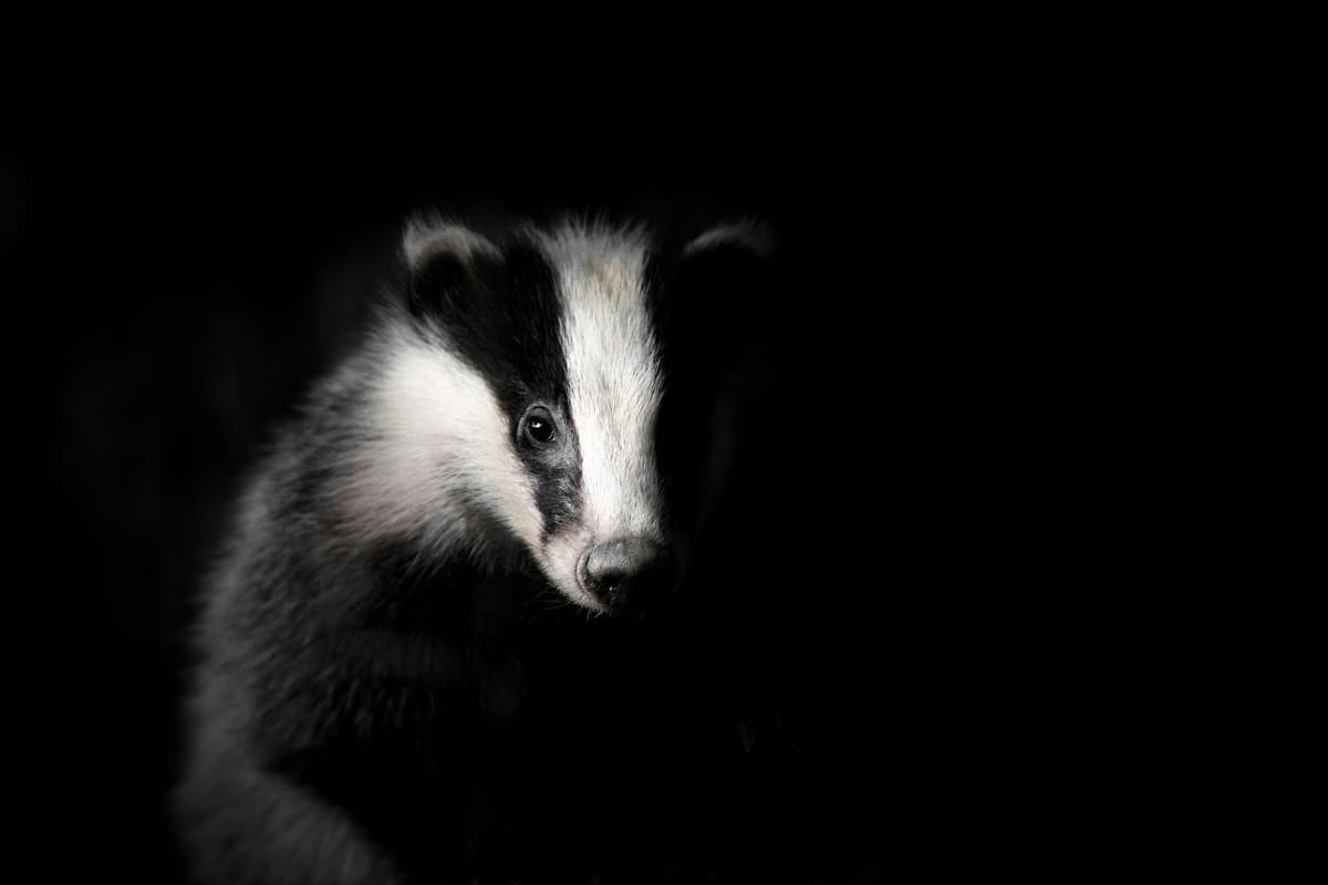 Photo 6 sur 7 réalisée par Ananda Joinet, formateur du cours La photographie animalière près de chez soi