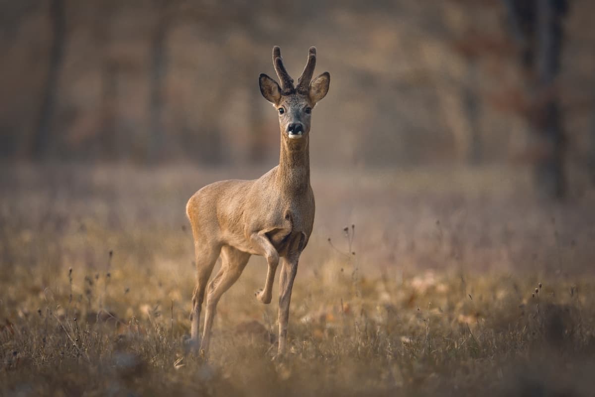 Photo 5 sur 7 réalisée par Ananda Joinet, formateur du cours La photographie animalière près de chez soi