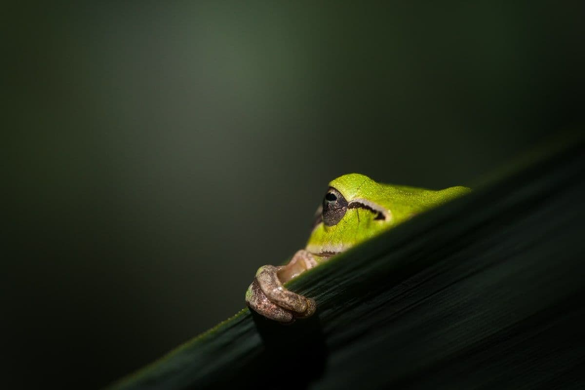 Photo 4 sur 5 réalisée par Patrick Goujon, formateur du cours La macrophotographie animale