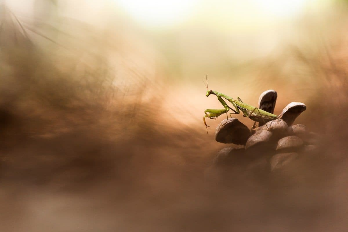 Photo 5 sur 5 réalisée par Patrick Goujon, formateur du cours La macrophotographie animale