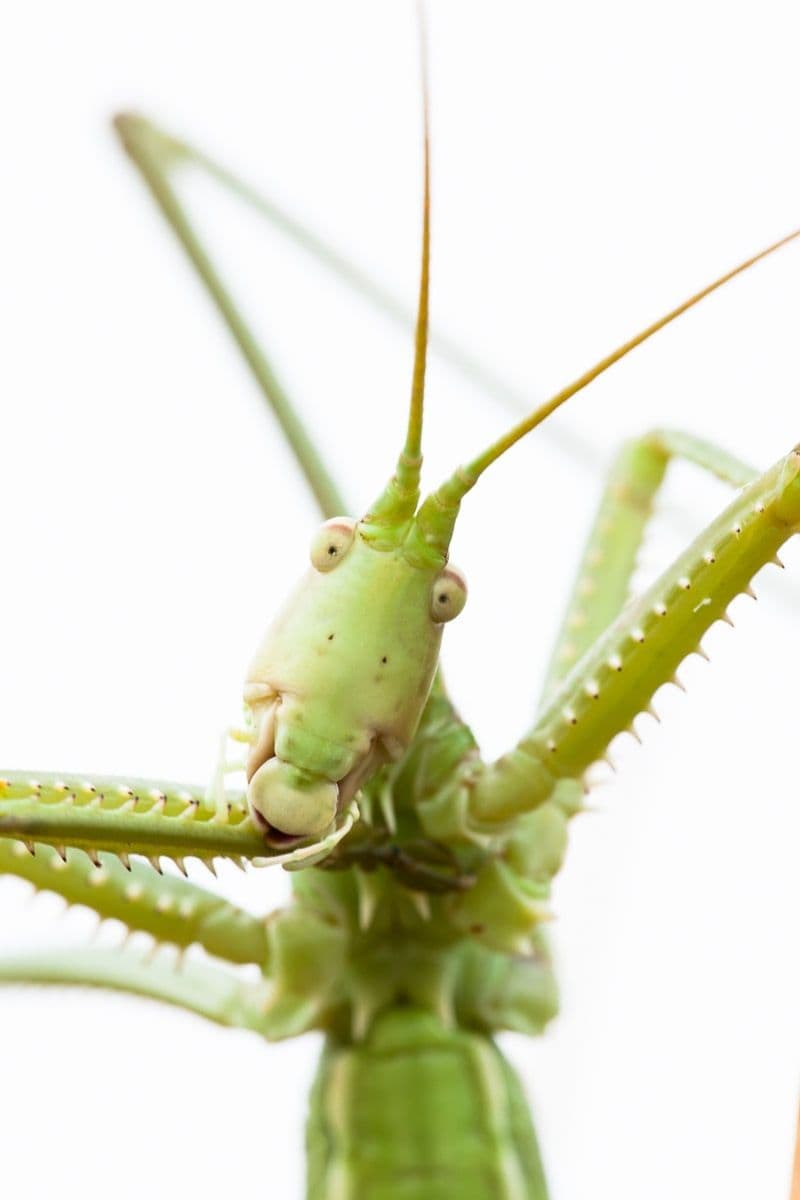 Photo 1 sur 5 réalisée par Patrick Goujon, formateur du cours La macrophotographie animale