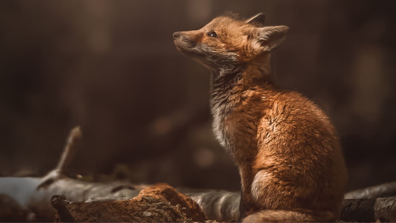 La photographie animalière près de chez soi