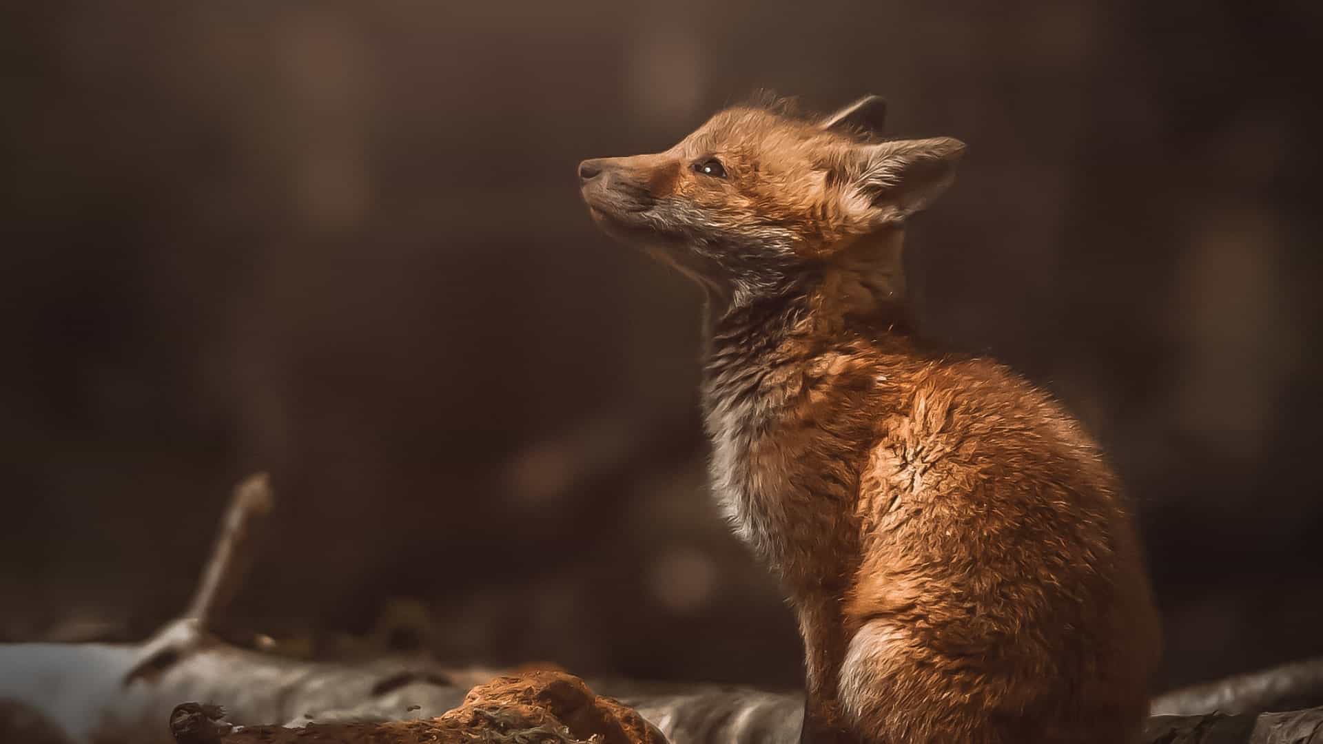 photo renard