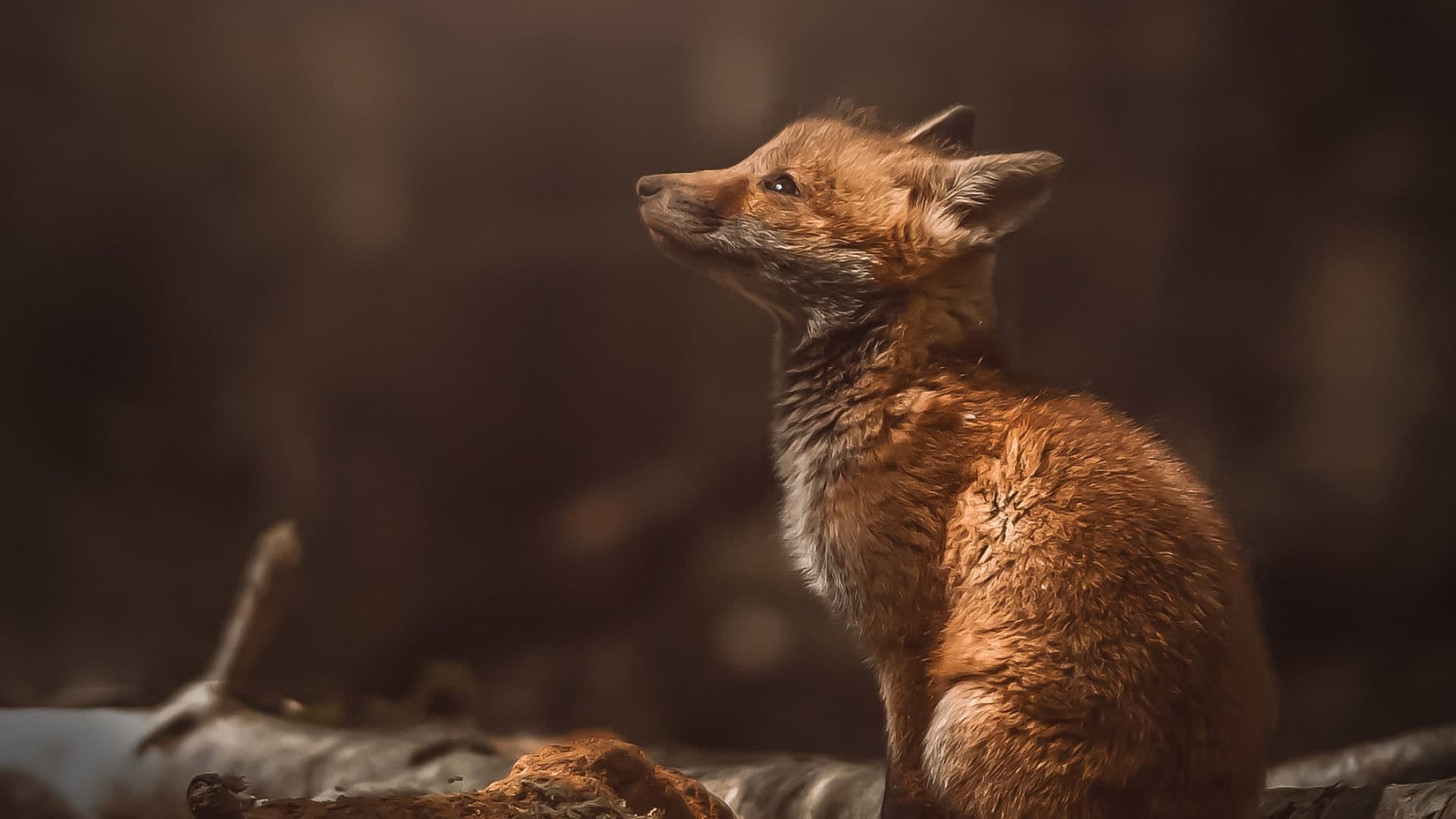 La photographie animalière près de chez soi