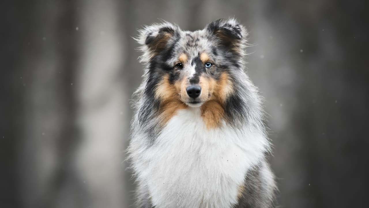 Découvrir la photographie d'animaux de compagnie