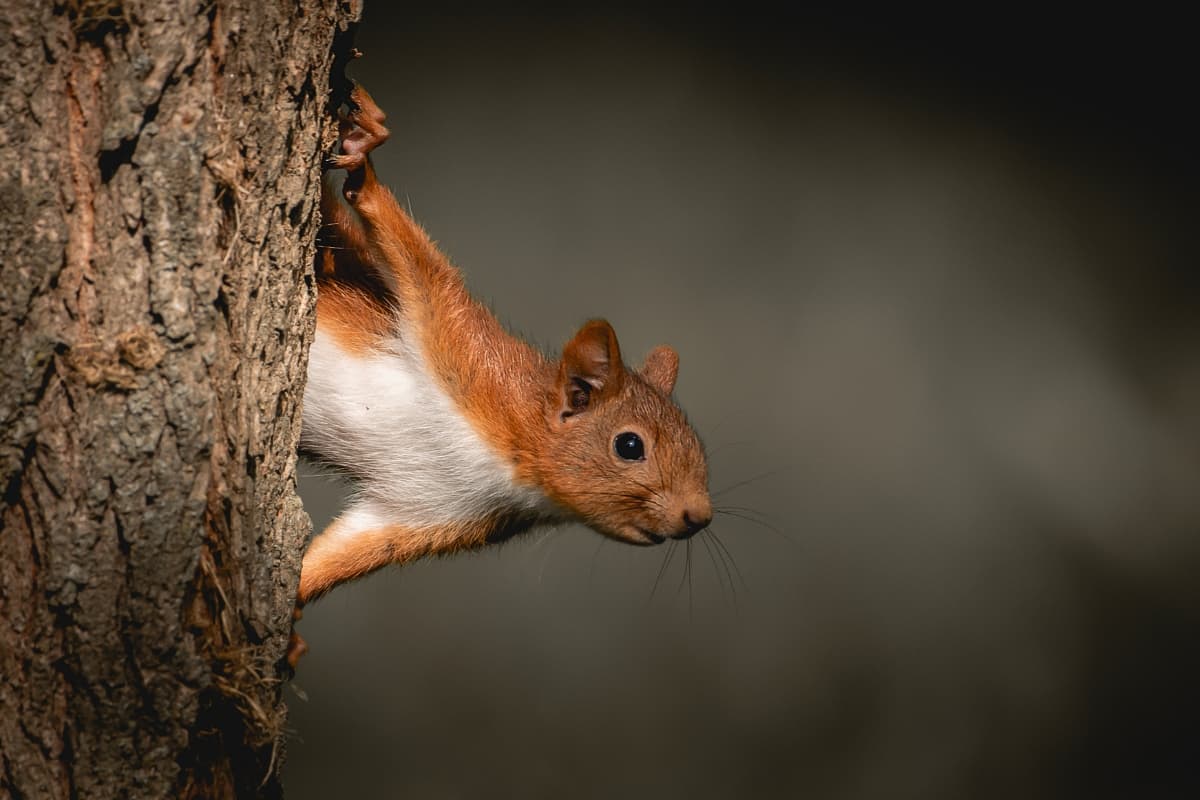 Photo 7 sur 7 réalisée par Ananda Joinet, formateur du cours La photographie animalière près de chez soi
