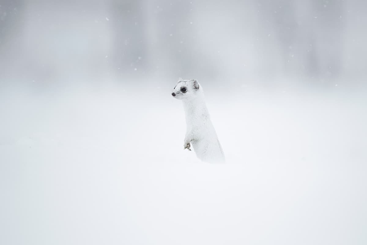 Photo 4 sur 7 réalisée par Ananda Joinet, formateur du cours La photographie animalière près de chez soi