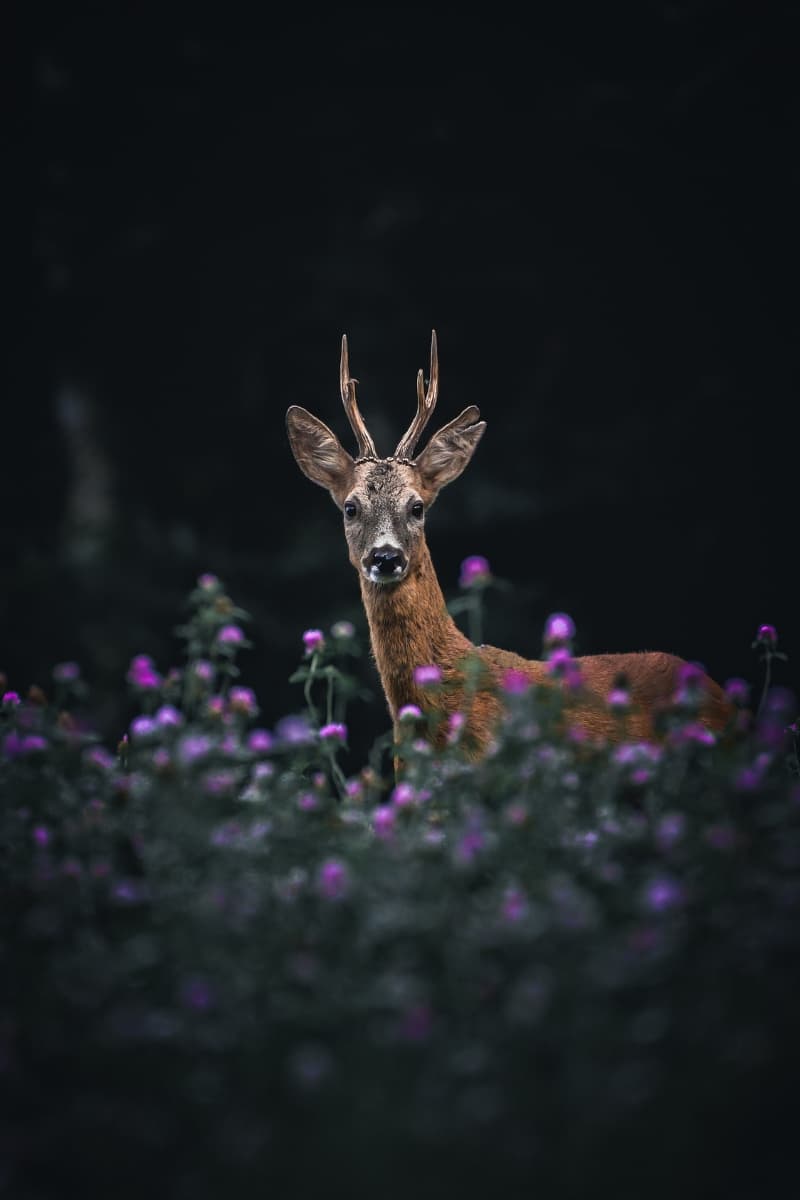 Photo 3 sur 7 réalisée par Ananda Joinet, formateur du cours La photographie animalière près de chez soi