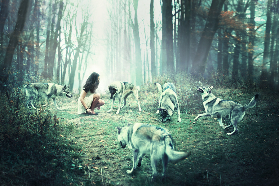 Danses avec les loups