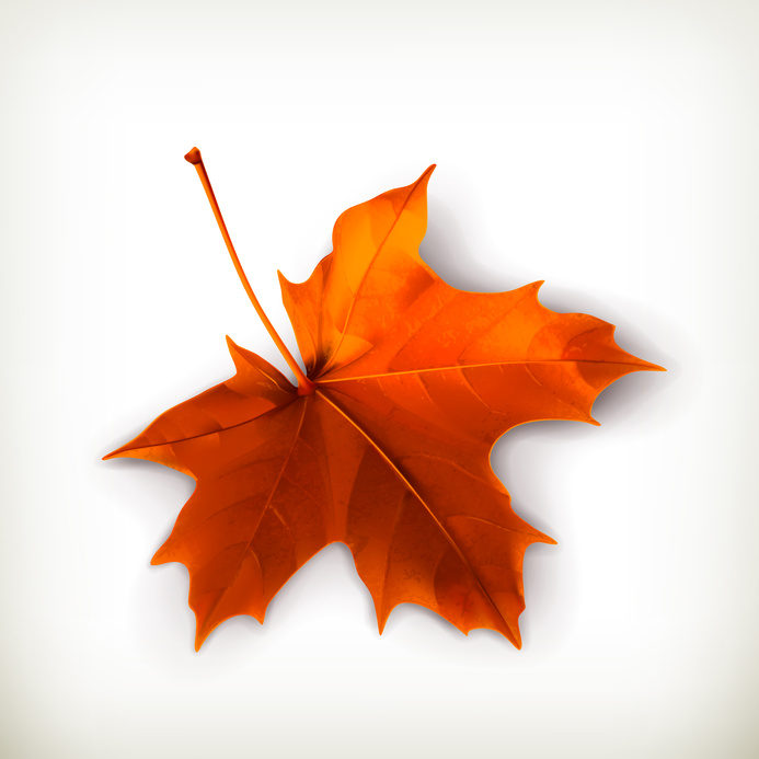 Maple leaf, vector