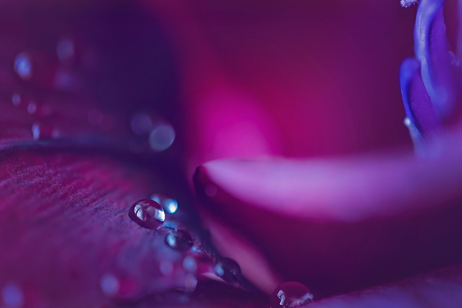 Canon 5D MIII – EF 100mm Macro – f/2.8 – 1/50s – ISO 1600