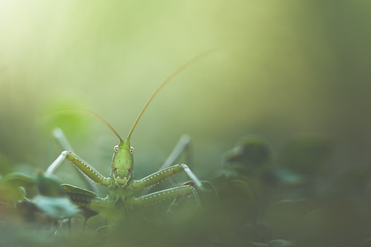 Photographie macro