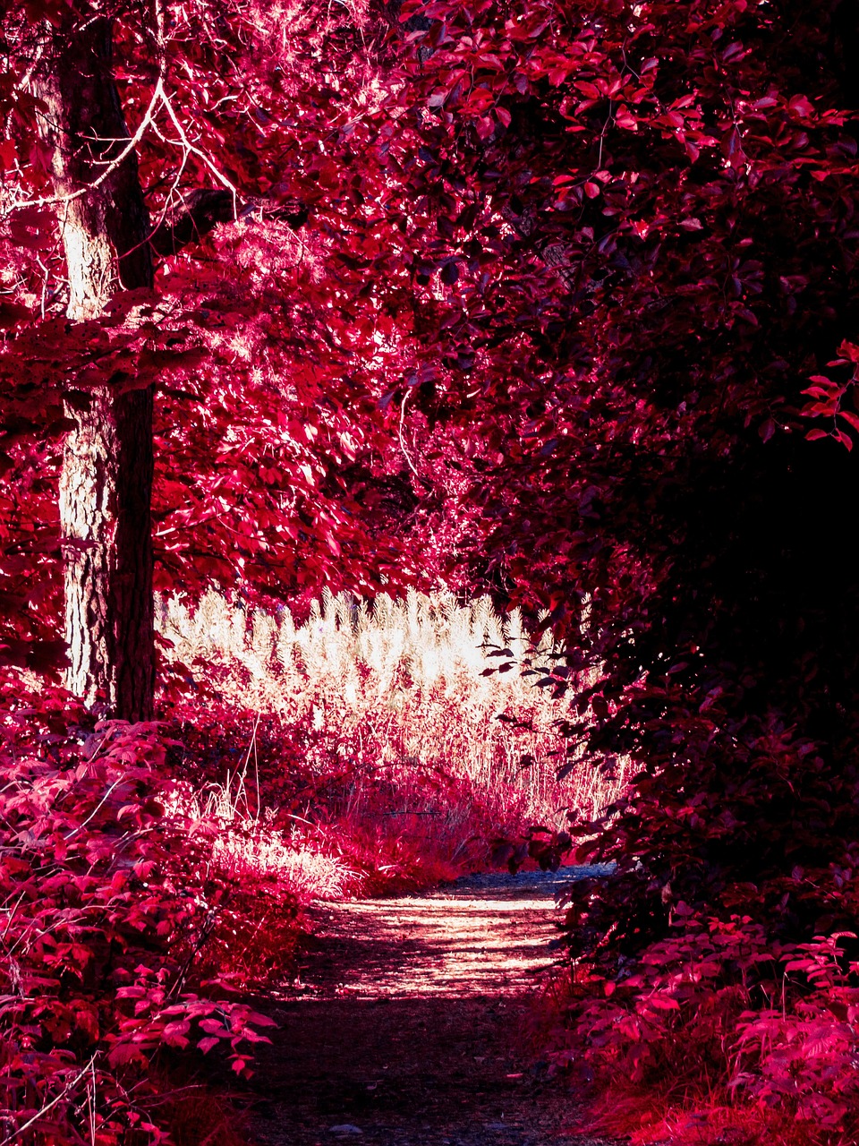photographie infrarouge trop rouge