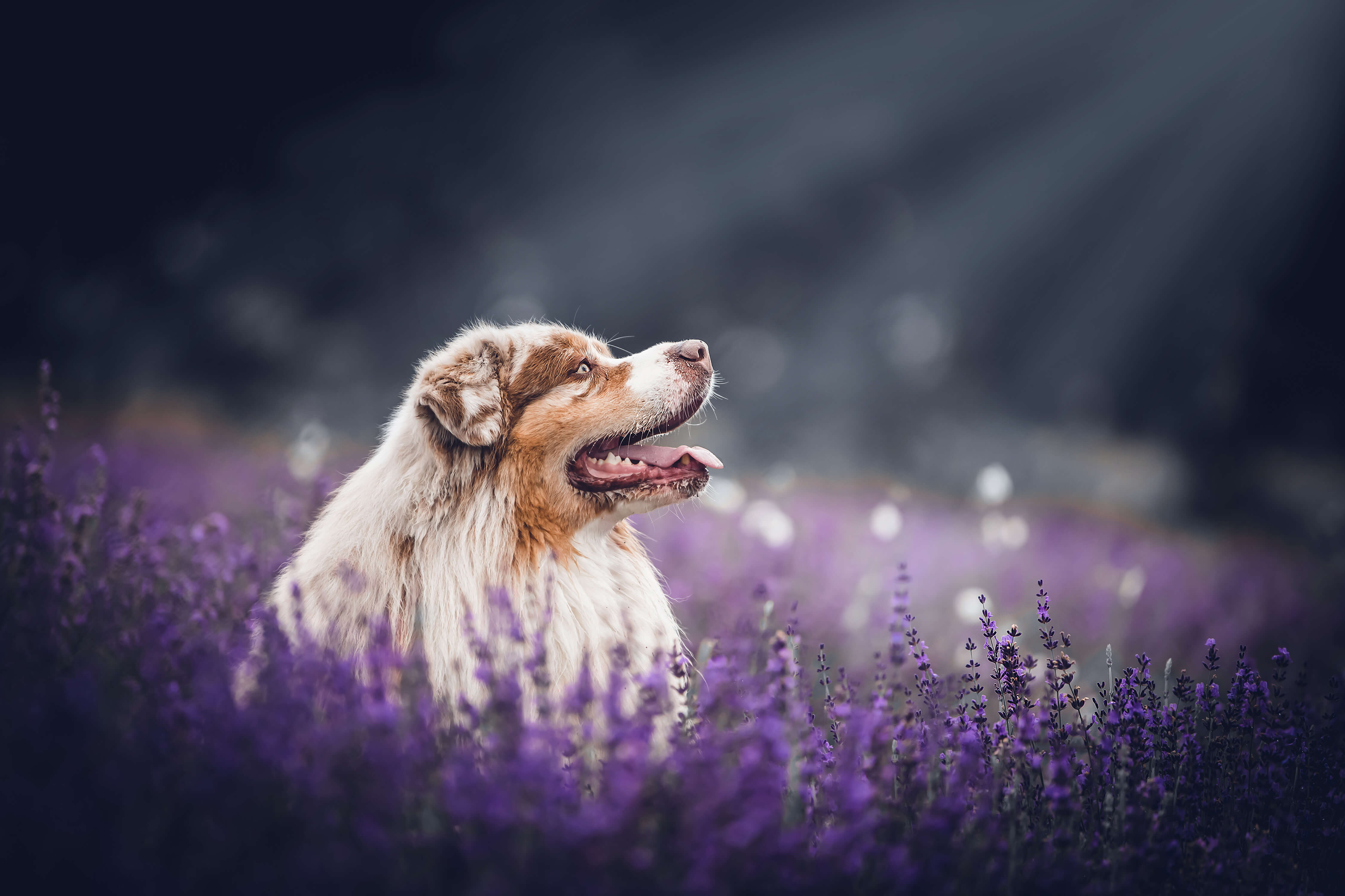 Photographie chien dans un champ de lavande