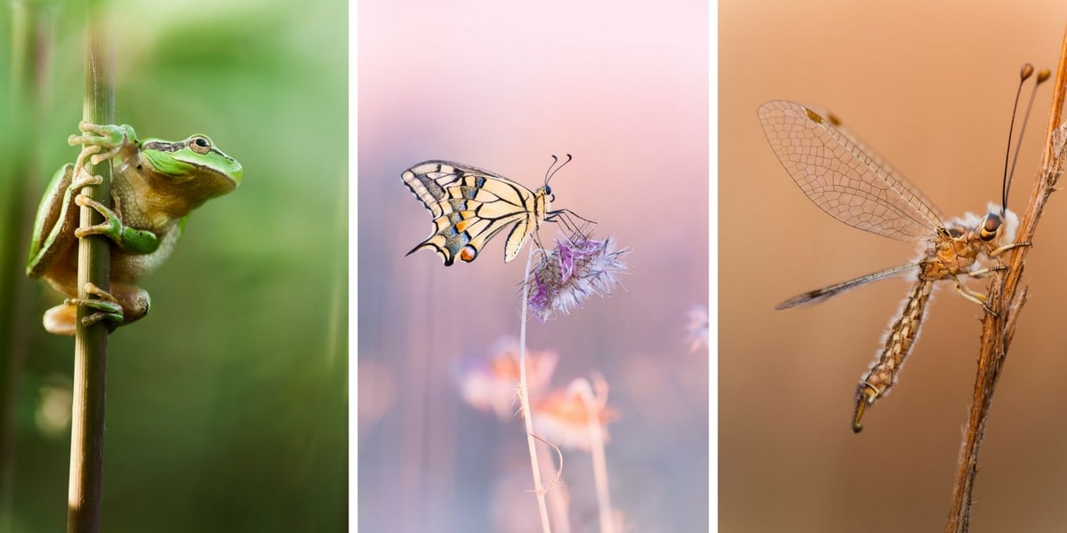 tuto photo macro animalière et insecte