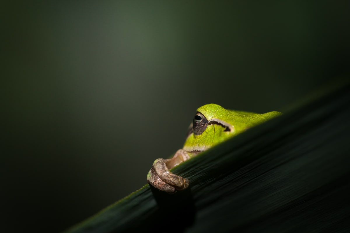 photo macro de grenouille